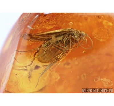 Trichoptera, Two Caddisfies in Baltic amber #5268