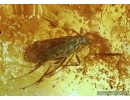 Trichoptera, Two Caddisfies in Baltic amber #5268