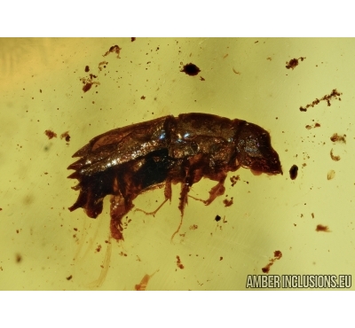 6 Beetles Platypodidae in Dominican amber #5300D