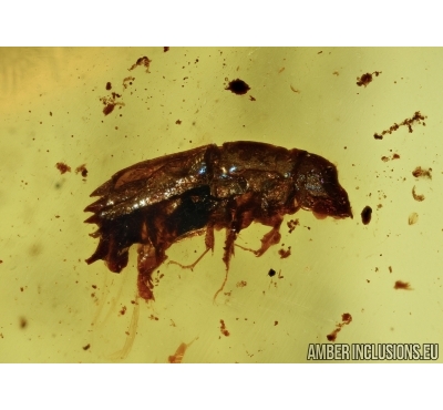 6 Weevil beetles Curculionidae: Platypodinae in Dominican amber #5300D