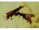 6 Weevil beetles Curculionidae: Platypodinae in Dominican amber #5300D