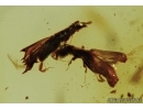 6 Beetles Platypodidae in Dominican amber #5300D