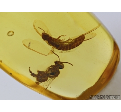 APOIDEA, Honey Bee and ISOPTERA, TERMITE in Dominican amber #5306D