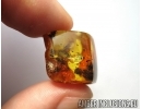 APOIDEA, Honey Bee in Baltic amber #5307