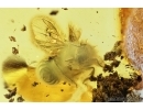 APOIDEA, Honey Bee in Baltic amber #5307