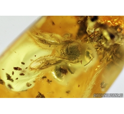 APOIDEA, Honey Bee in Baltic amber #5307