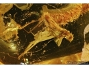 MICROPEZIDAE, Stilt-Legged Fly in Baltic amber #5317