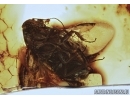 Cockroach Blattaria in Baltic amber #5334