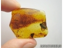 Cockroach Blattaria in Baltic amber #5334