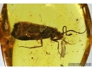 Rare Caddisfly, Trichoptera in Baltic amber #5341