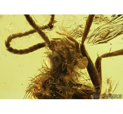 Rare Caddisfly, Trichoptera in Baltic amber #5341