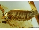 Isopoda, Woodlice in Baltic amber #5343