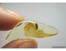 Isopoda, Woodlice in Baltic amber #5343