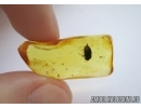 Scirtidae, Marsh beetle. Fossil insect in Baltic amber #5347