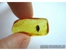 Scirtidae, Marsh beetle. Fossil insect in Baltic amber #5347