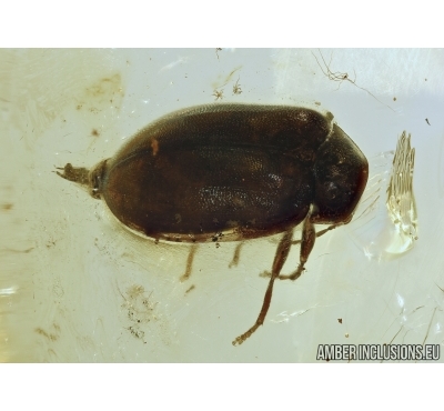 Scirtidae, Marsh beetle. Fossil insect in Baltic amber #5347