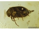 Scirtidae, Marsh beetle. Fossil insect in Baltic amber #5347