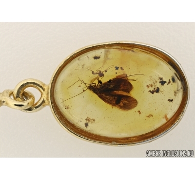 Trichoptera, Caddisfly in Silver pendant  Baltic amber #5357
