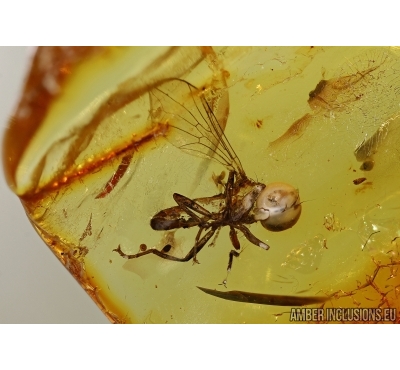 Pipunculidae, Rare Big-headed fly in Baltic amber #5381