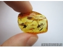 Pipunculidae, Rare Big-headed fly in Baltic amber #5381