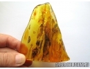 Aves, Very rare Feathers. Fossil inclusions in Big Baltic amber stone #5397