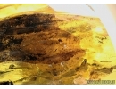 Aves, Very rare Feathers. Fossil inclusions in Big Baltic amber stone #5397