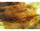 Aves, Very rare Feathers. Fossil inclusions in Big Baltic amber stone #5397