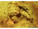 Aves, Very rare Feathers. Fossil inclusions in Big Baltic amber stone #5397