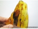 Aves, Very rare Feathers. Fossil inclusions in Big Baltic amber stone #5397