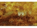 Aves, Very rare Feathers. Fossil inclusions in Big Baltic amber stone #5397