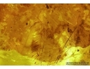 Aves, Very rare Feathers. Fossil inclusions in Big Baltic amber stone #5397