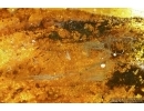 Aves, Very rare Feathers. Fossil inclusions in Big Baltic amber stone #5397