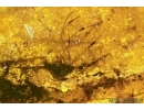 Aves, Very rare Feathers. Fossil inclusions in Big Baltic amber stone #5397