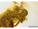 ACTION! Ant eating Gladiator Mantophasmatodea. Fosill inclusions in Baltic amber #5406