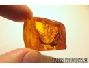 OAK FLOWERS ON TWIG and BRISTLETAIL. Fossil inclusions in Baltic amber #5409