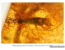 OAK FLOWERS ON TWIG and BRISTLETAIL. Fossil inclusions in Baltic amber #5409