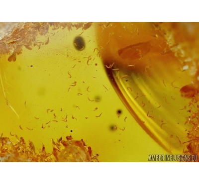 MANY WORMS, NEMATODA. Fossil inclusion  in Baltic amber #5412