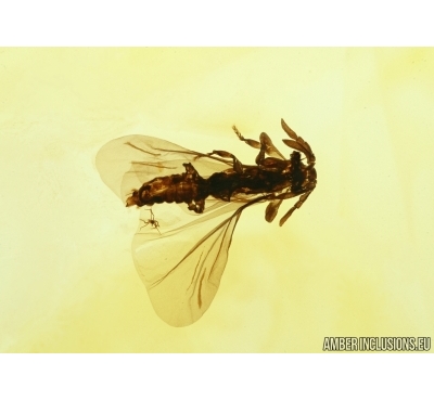 TWISTED-WINGED (STYLOPID), STREPSIPTERA. Fossil insect in Baltic amber #5415