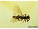 TWISTED-WINGED (STYLOPID), STREPSIPTERA. Fossil insect in Baltic amber #5415