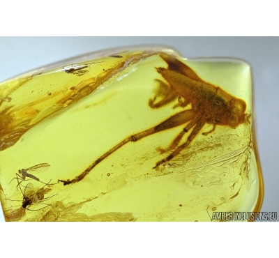 Big 16mm Cricket Orthoptera. Fossil insect in Baltic amber #5432