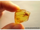 Big 16mm Cricket Orthoptera. Fossil insect in Baltic amber #5432