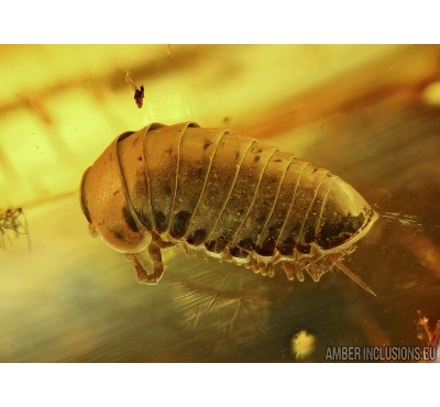 GLOMERIDAE, Glomerida, Extremely Rare Pill Millipede. Fossil inclusion in Baltic amber #5434