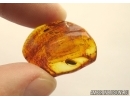 GLOMERIDAE, Glomerida, Extremely Rare Pill Millipede. Fossil inclusion in Baltic amber #5434