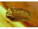 GLOMERIDAE, Glomerida, Extremely Rare Pill Millipede. Fossil inclusion in Baltic amber #5434