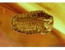 GLOMERIDAE, Glomerida, Extremely Rare Pill Millipede. Fossil inclusion in Baltic amber #5434