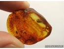 GLOMERIDAE, Glomerida, Extremely Rare Pill Millipede. Fossil inclusion in Baltic amber #5434