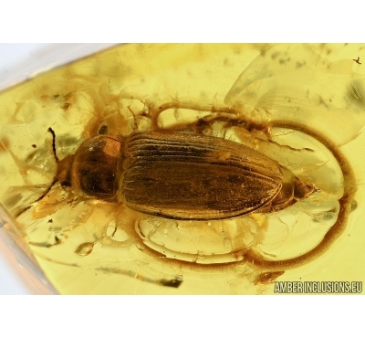 Elateridae, Click beetle. Fossil inclusion in Baltic amber #5435