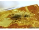 Elateridae, Click beetle. Fossil inclusion in Baltic amber #5435