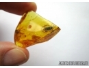Elateridae, Click beetle. Fossil inclusion in Baltic amber #5435