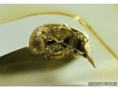MORDELLIDAE, Tumbling Flower Beetle. Fossil insect in Baltic amber #5437